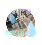 にゃん達2（個別スタンプ：2）