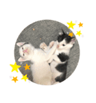 にゃん達2（個別スタンプ：3）