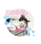 にゃん達2（個別スタンプ：4）