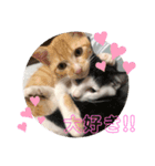 にゃん達2（個別スタンプ：5）