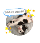 にゃん達2（個別スタンプ：6）