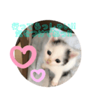 にゃん達2（個別スタンプ：7）