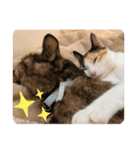 にゃん達2（個別スタンプ：8）