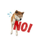柴犬わらび（個別スタンプ：19）