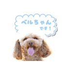 ベルちゃんのスタンプ by CoCo STAMP（個別スタンプ：2）