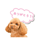 ベルちゃんのスタンプ by CoCo STAMP（個別スタンプ：7）