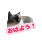 ヒマラヤンの日常で使えるスタンプ1（個別スタンプ：6）