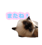 ヒマラヤンの日常で使えるスタンプ1（個別スタンプ：8）