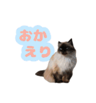 ヒマラヤンの日常で使えるスタンプ1（個別スタンプ：13）