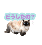 ヒマラヤンの日常で使えるスタンプ1（個別スタンプ：31）