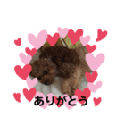 トイプードル レオ君スタンプ（個別スタンプ：3）