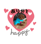 トイプードル レオ君スタンプ（個別スタンプ：4）