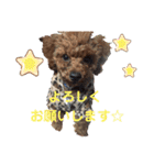 トイプードル レオ君スタンプ（個別スタンプ：10）