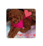 トイプードル レオ君スタンプ（個別スタンプ：16）