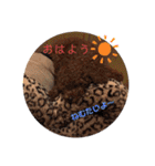 トイプードル レオ君スタンプ（個別スタンプ：19）