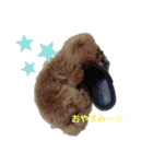 トイプードル レオ君スタンプ（個別スタンプ：22）