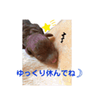 トイプードル レオ君スタンプ（個別スタンプ：23）