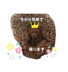 トイプードル レオ君スタンプ（個別スタンプ：27）