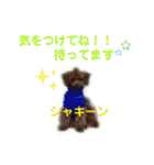 トイプードル レオ君スタンプ（個別スタンプ：29）