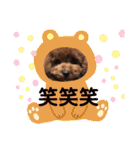 トイプードル レオ君スタンプ（個別スタンプ：31）
