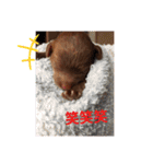 トイプードル レオ君スタンプ（個別スタンプ：32）