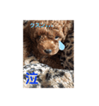 トイプードル レオ君スタンプ（個別スタンプ：35）