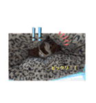 トイプードル レオ君スタンプ（個別スタンプ：37）
