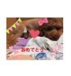 トイプードル レオ君スタンプ（個別スタンプ：39）