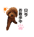 トイプードル レオ君スタンプ（個別スタンプ：40）