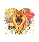 柴犬  豆之進 日常STAMP★【関西弁】其の三（個別スタンプ：1）