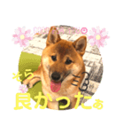 柴犬  豆之進 日常STAMP★【関西弁】其の三（個別スタンプ：2）