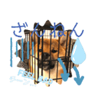柴犬  豆之進 日常STAMP★【関西弁】其の三（個別スタンプ：3）