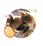 柴犬  豆之進 日常STAMP★【関西弁】其の三（個別スタンプ：4）