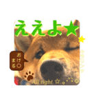 柴犬  豆之進 日常STAMP★【関西弁】其の三（個別スタンプ：5）