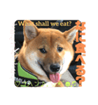 柴犬  豆之進 日常STAMP★【関西弁】其の三（個別スタンプ：6）