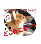 柴犬  豆之進 日常STAMP★【関西弁】其の三（個別スタンプ：7）