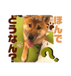 柴犬  豆之進 日常STAMP★【関西弁】其の三（個別スタンプ：8）