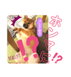 柴犬  豆之進 日常STAMP★【関西弁】其の三（個別スタンプ：9）