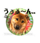 柴犬  豆之進 日常STAMP★【関西弁】其の三（個別スタンプ：10）