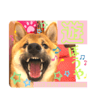 柴犬  豆之進 日常STAMP★【関西弁】其の三（個別スタンプ：11）