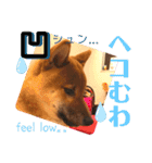 柴犬  豆之進 日常STAMP★【関西弁】其の三（個別スタンプ：12）