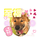 柴犬  豆之進 日常STAMP★【関西弁】其の三（個別スタンプ：14）