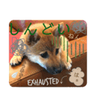 柴犬  豆之進 日常STAMP★【関西弁】其の三（個別スタンプ：15）