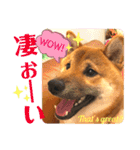柴犬  豆之進 日常STAMP★【関西弁】其の三（個別スタンプ：16）