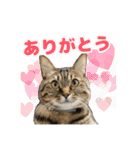 やっぱりすてきなひなたくん（個別スタンプ：1）