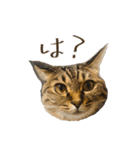 やっぱりすてきなひなたくん（個別スタンプ：5）