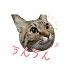 やっぱりすてきなひなたくん（個別スタンプ：7）