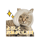 やっぱりすてきなひなたくん（個別スタンプ：17）
