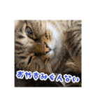 やっぱりすてきなひなたくん（個別スタンプ：31）