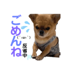 ちっぷさんオフィシャル3（個別スタンプ：3）